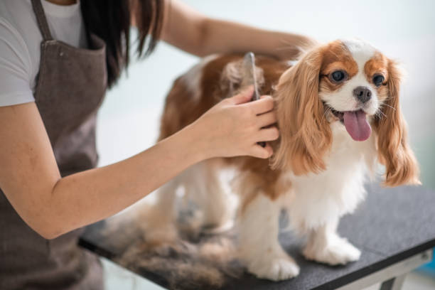 Grooming a Spaniel dog