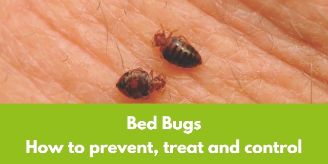 How to Prevent, Treat, and Control a Bed Bug Infestation in Your Home