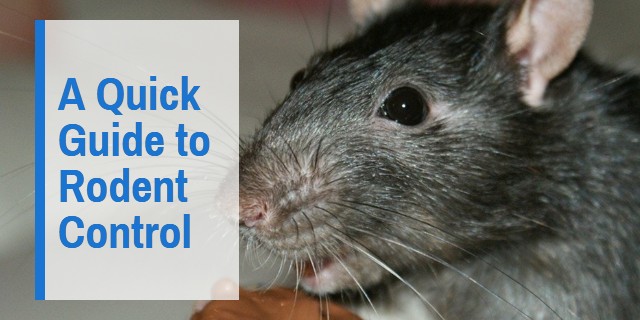 Quick to Guide to Rat Control and Rodent Removal in Singapore