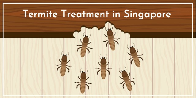 Termite Treatment in Singapore: Here’s how to identify, remove, and prevent termites